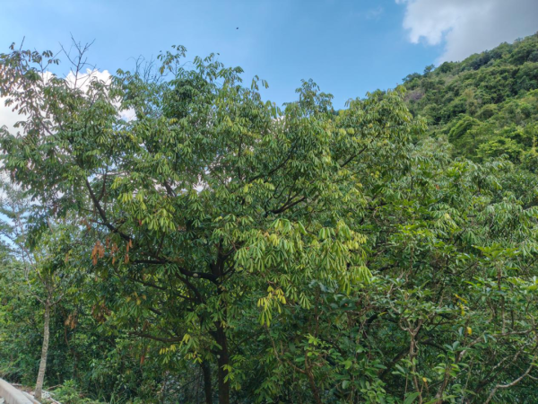 忠泰策略 胀荚红豆！中山新增1种国家重点保护植物